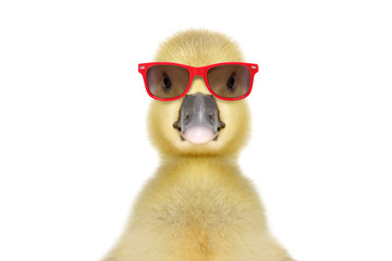 Wall Mural - Portrait of a funny little gosling in red sunglasses, isolated on white background