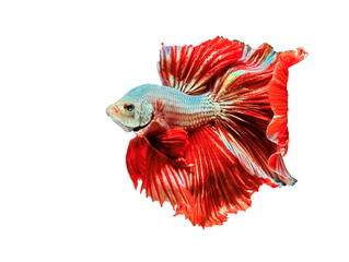 Wall Mural - Betta Fish, Betta splendens ,Siamese fighting fish, red fish on White background.