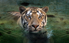 Tiger In The Green Water