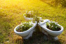 Close-up Ofwhite Toilets In White Flowered Petunias Like Pots And Decorations For The Garden On A Garden Stone On A Green Grass Background On A Warm Summer Day. Unusual Garden Decoration