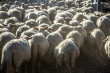 Fototapeta Zwierzęta - flock of sheep walking on a dusty road