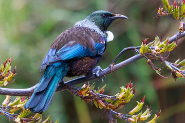 tui new zealand endemic honeyeater