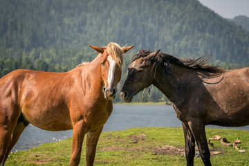 horses look at the photographer. paparazzi concept