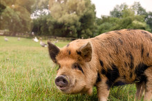 A Dwarf Pig As A Domestic Animal