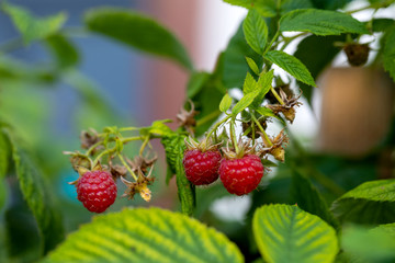 Wall Mural - Organic  raspberries