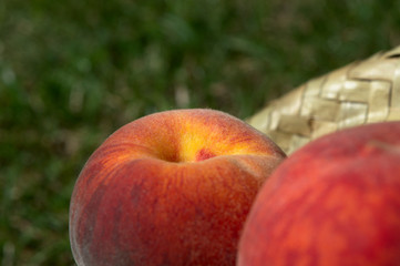 Two ripe peaches (Prunus persica) with a light straw hat and green grass in the background