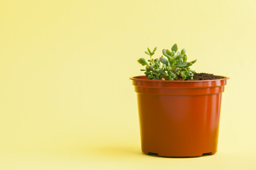 Poster - succulent plant on a yellow background.