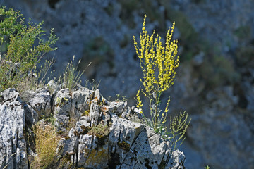 Canvas Print - Mullein / Königskerze (Verbascum spec.) - Greece / Griechenland