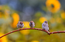 Three Funny Little Chubby Sparrow Chicks Sitting On A Branch In A Sunny Summer Garden On A Background Of Bright Yellow Flowers