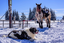 Shepherd Dog And Horse Showing Friendship On Top Of Mountain. Dealu Negru Slope Romania