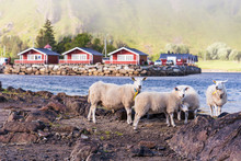 Four Sheeps And Traditional Norwegian Red Houses Ashore On Lofoten Islands; The Sun Is Shining Through The Fog
