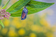 Monarch Butterfly Chrysalis, Danaus Plexppus, clear, on milkweed, yellow flowers background