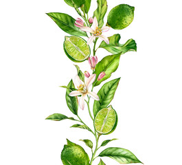 Lime fruit branch with flowers seamless border realistic botanical watercolor composition: citrus leaves isolated artwork on white hand drawn fresh tropical food green design element