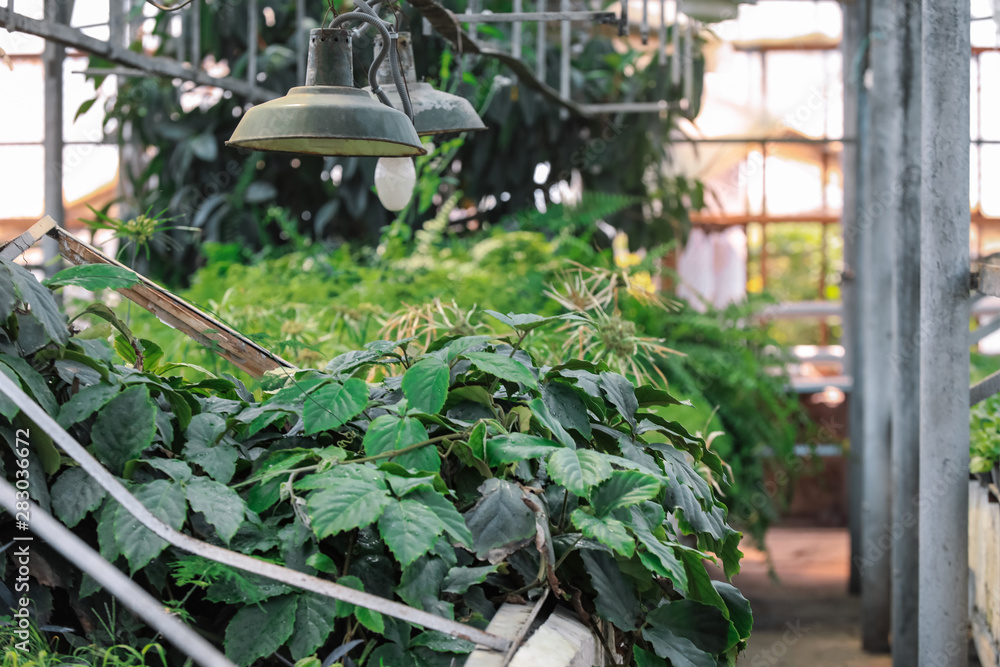 Abundance of plants in greenhouse