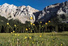 Yellow Flowers In Catalan Mountains