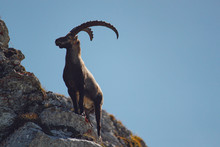 Ibex In Its Natural Environment, Swiss Alps