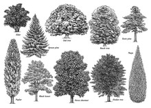 Tree Collection, Illustration, Drawing, Engraving, Ink, Line Art, Vector
