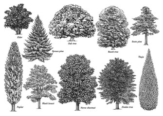 tree collection, illustration, drawing, engraving, ink, line art, vector