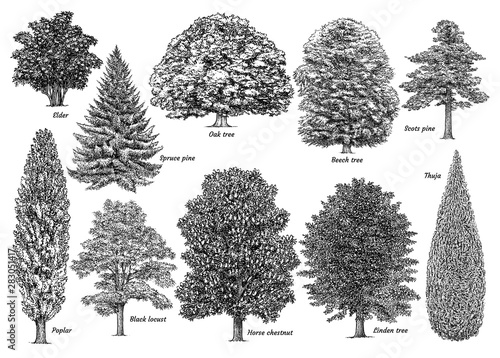 Cuadros en Lienzo Tree collection, illustration, drawing, engraving, ink, line art, vector