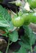 Kiść zielonych pomidorów na krzaku w warzywnym ogrodzie