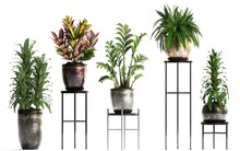 Collection Of Ornamental Plants In Pots