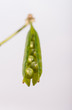© Stefan - Peas in the Pod