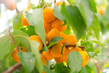 ripe apricots on a branch with green leaves blurred background