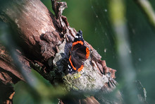 Red Admiral Butterfly Or Previously, The Red Admirable (vanessa Atalanta) Sitting On A Tree In The Sun With A Blurry Background