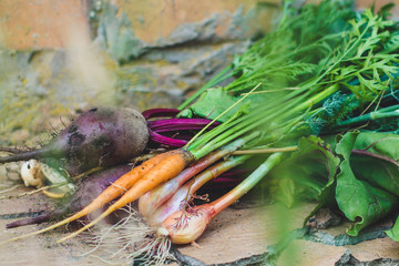 harvest vegetables (beets, carrots, onions, dill, garlic and more). top food background. copy space