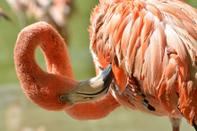 Flamingo In Zoo