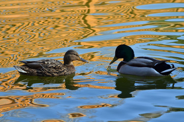 two ducks in a pond