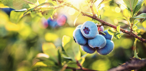 Juicy and Fresh Blueberries with Green Leaves