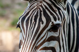 Fototapeta Konie - Zebra in seiner natürlichen Umgebung