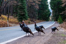Turkeys Crossing The Road
