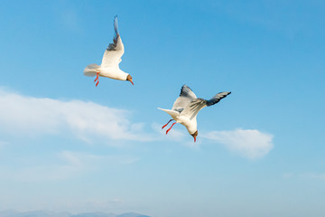 White seagulls fly against the background of blue sky and clouds on a sunny day. birds on the sand by the sea