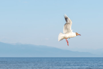 White seagulls fly against the background of blue sky and clouds on a sunny day. birds on the sand by the sea