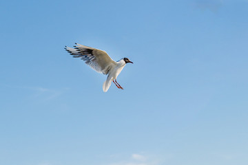 Wall Mural - White seagulls fly against the background of blue sky and clouds on a sunny day. birds on the sand by the sea