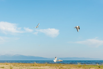 Wall Mural - White seagulls fly against the background of blue sky and clouds on a sunny day. birds on the sand by the sea