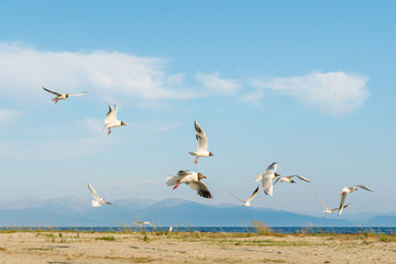 Wall Mural - White seagulls fly against the background of blue sky and clouds on a sunny day. birds on the sand by the sea