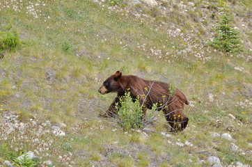 Wall Mural - Brown Colored Black Bear in Jasper National Park