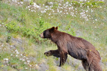 Wall Mural - Brown Colored Black Bear in Jasper National Park