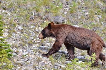 Wall Mural - Brown Colored Black Bear in Jasper National Park