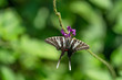 swallowtail butterfly wings