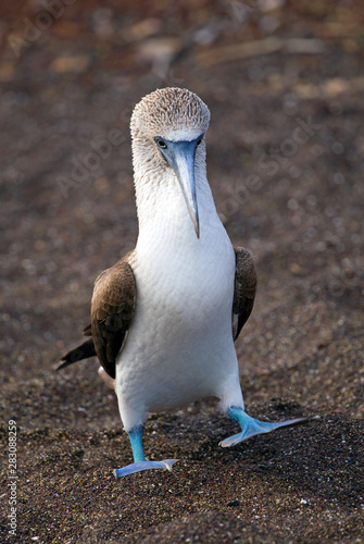 Blue-footed booby from Galapagos © gdvcom