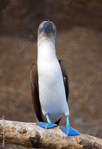 Blue-footed booby from Galapagos © gdvcom