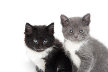 Two Cute Kittens Sitting On White Background
