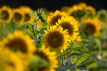 Sunflowers in a field