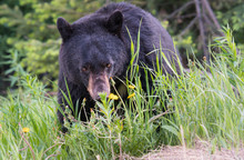 Black Bear In The Wild