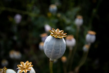 Poppy Seed Pods In Flower Meadow With Shallow Depth Of Field