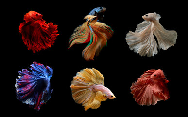 Wall Mural - Collection of Siamese Fighting Fish betta on black